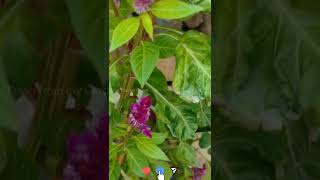 How to grow Celosia flowers in ur garden without buying seeds every year  Celosia flowers shorts [upl. by Hedda]