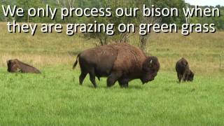 Grass Fed Bison Buy Organic Grass Fed amp Grass Finished Bison [upl. by Michaele]