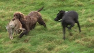 Ferreting rabbits with every dog weve got [upl. by Nash]