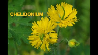 CHELIDONIUM INNER LIVER [upl. by Gainer]