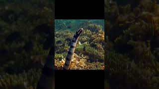 Belcher’s Sea SnakeBelcher’s Sea Snake venomous snake youtubeshorts youtube ytshorts shorts [upl. by Ozan]