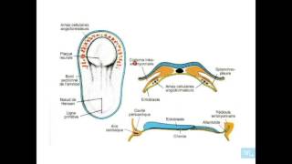 embryologie de lappareil cardio vasculaire partie 1 [upl. by Ajdan]