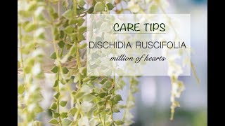 CARE TIPS FOR DISCHIDIA RUSCIFOLIA – MILLION HEARTS ❤️ [upl. by Cly]