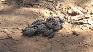 Group of Spitfire sawfly larvae  crossing the road  Wollemi National Park [upl. by Rentsch412]