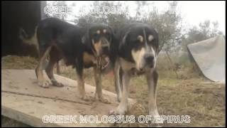 MOLOSSUS DOGS OF EPIRUS [upl. by Krongold]