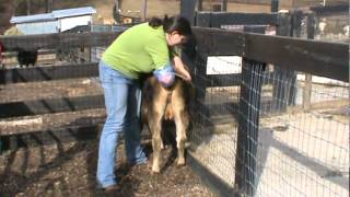 Tanglewood Farm Miniatures Palpating Miniature Jersey Heifer [upl. by Ahsetel]