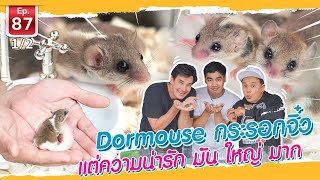 Dormouse กระรอกจิ๋ว แต่ความน่ารัก มัน ใหญ่ มาก  เพื่อนรักสัตว์เอ้ย EP87 12 [upl. by Arondel]