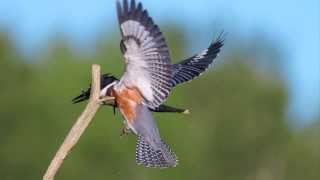 Belted Kingfisher photography video from a hide blind using placed perch—Wisconsin USA [upl. by Nobe651]