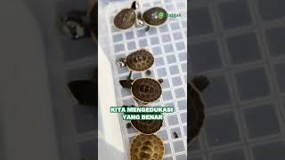 Yaa mending Repjak bukan pecinta kurakura deh 🐢🙈pecintakura peliharakura ternakkura [upl. by Ahseuqal]