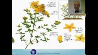 Hypericum Perforatum Homeopathic Medicine Tips For Beginners [upl. by Anah206]