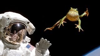 ZERO GRAVITY FROGS IN SPACE [upl. by Rosita438]