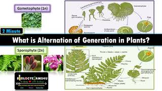 What is Alternation of Generations in Plants Sporophyte vs Gametophyte with examples [upl. by Aleekahs]