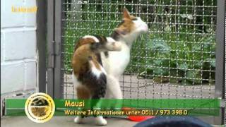 Katzenvermittlung  MaiJuni 2011 Tierheim Hannover TV [upl. by Naenaj]