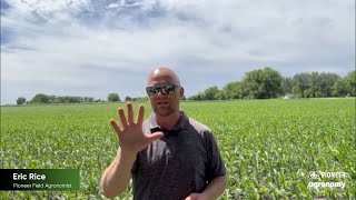 Delayed Soybean Planting and Maximizing Yield [upl. by Ysor970]