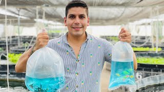 Peces de ornato  40 millones de ejemplares anuales en producción  Peces Transgénicos Pez angel [upl. by Dionisio]