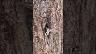 We Found Scorpions Shedding Their Exoskeletons Inside a Tree Were Turning Into a Desk shorts [upl. by Whittemore]