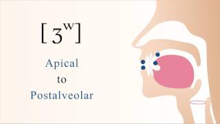 ʒʷ  voiced labialized apical postalveolar dome sibilant fricative [upl. by Zed]