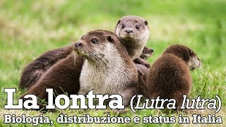 La lontra  biologia distribuzione e status in Italia [upl. by Desberg]