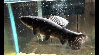 Big Black Wolf fish in Attack mode Hoplias Curupira [upl. by Thorpe]