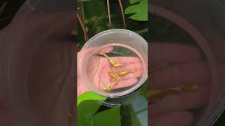 Golden Guppies Guppy Beautiful Fish redguppyfarm  Falcon Aquarium Services [upl. by Kciwdahc]