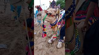 The cute 2 camels beautiful scene enjoy short viralvideo cameldance [upl. by Barayon204]