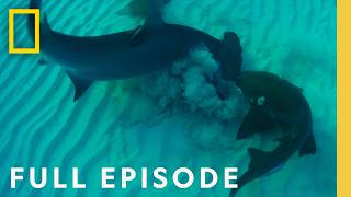 Ultimate Shark Showdown Bull Shark vs Hammerhead Full Episode  National Geographic [upl. by Baal]