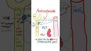 Acetazolamide Diuretics  Pharmacology…mbbs nurse nclex doctor usmle pharmacist veterinary [upl. by Nanete739]