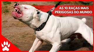 10 RAÇAS DE CACHORROS MAIS BRAVOS DO MUNDO [upl. by Esilehs]