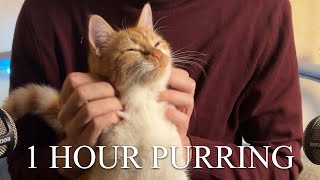 1 Hour  ASMR  Cats Purring for Relaxation and Deep Sleep [upl. by Ruthy511]