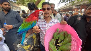 Parrot Found in Sunday Lalukhet Birds Market ParadiseBirdsInformation1 [upl. by Rucker364]