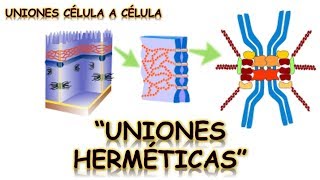 UNIONES HERMETICAS  UNIÓN CÉLULA A CÉLULA  BIOLOGÍA  MediCiencia [upl. by Lovell]