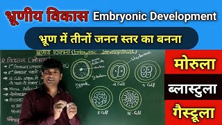 भ्रूणीय विकास Embryonic Development Morula Blastula Gastrula EndodermMesoderm and Actoderm [upl. by Sievert]