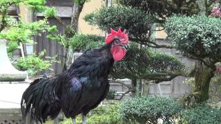 japanese rooster crowing continuously for 20 seconds [upl. by Nyram]