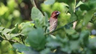 Shrub Birds [upl. by Larkin344]