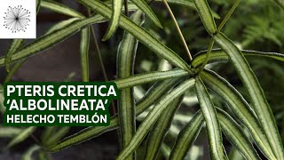 Plantas de sombra Todo sobre el Helecho Pteris cretica Albolineata o Helecho Temblón [upl. by Aloysia]