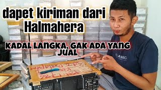 UNBOXING REPTILE  Jual reptile kota Solo [upl. by Nekciv]