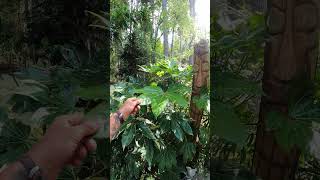 Our seed grown Fatsia japonica plants are thriving garden gardening palmtrees [upl. by Drescher]