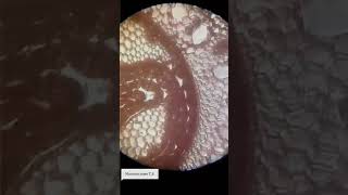 Monocot Stem TS under microscope science botony cellbiology xylem shorts marvel [upl. by Aloisia76]