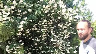 Чубушник венечный Philadelphus coronarius [upl. by Lac]