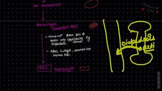 Erythropoiesis  blood Physiology  stages of erythropoiesis  Made easy  in Hindi [upl. by Akinoj]