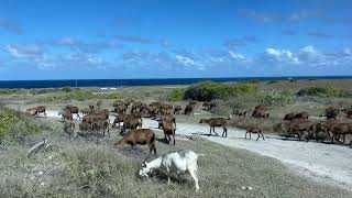 Herd of Barbados Blackbelly Sheep [upl. by Aleetha267]