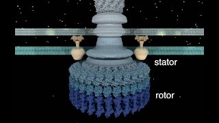 The Bacterial Flagellar Motor [upl. by Nahtaj]