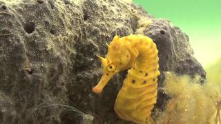 Seahorse Birth and CourtshipWild footage [upl. by Palestine]