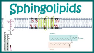 Sphingolipids  Chemical structure  biogenesis and function [upl. by Nicodemus]