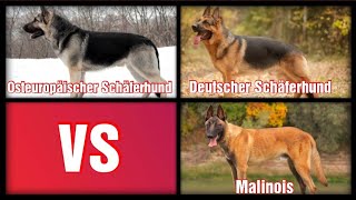 Osteuropäischer Schäferhund VS Deutscher Schäferhund VS Malinois [upl. by Maybelle]