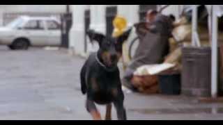 Dobermans in movie 28 Доберманы в кино [upl. by Gerrie189]