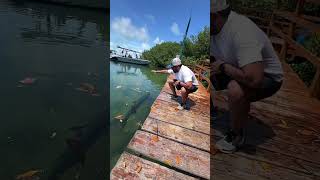 Tarpoon feeding at caye caulker Belize [upl. by Tsenrae]