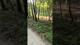 Gorumara forest 🤔🤔🤔 [upl. by Artenak555]