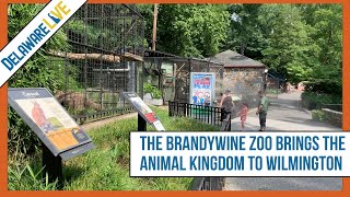 The Brandywine Zoo Brings the Animal Kingdom to Wilmington [upl. by Tish]