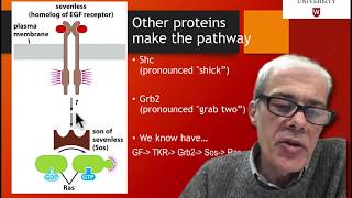 43 How is ras involved in signaling [upl. by Crenshaw]